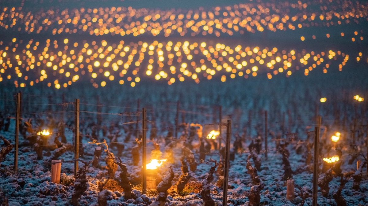 Fotky: Pozor, mrzne víno! Na francouzských vinicích hoří svíce i balíky slámy